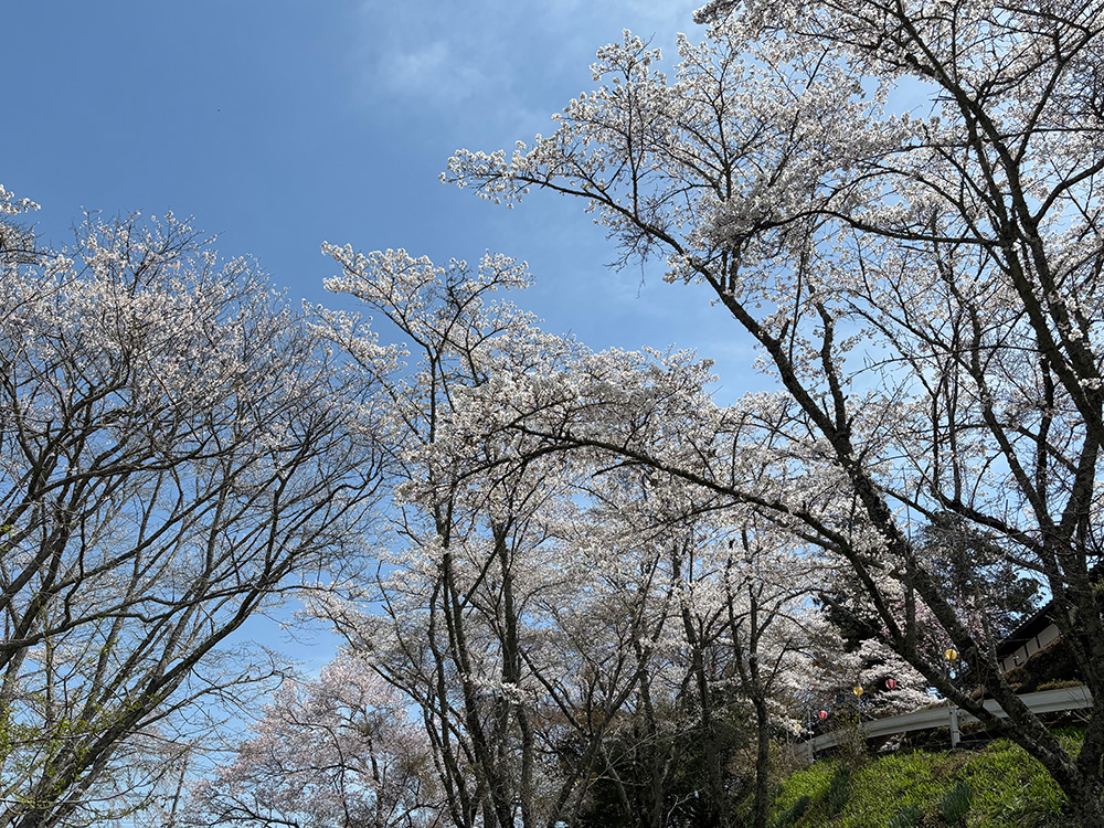 桜