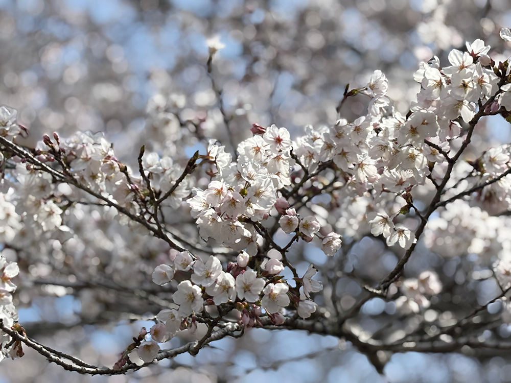 桜