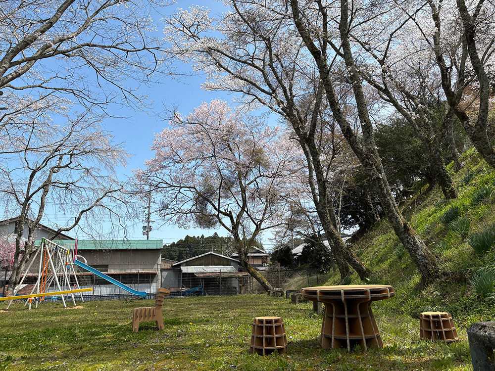 桜